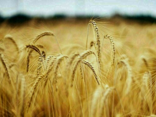 Wheat down 5-9 cents, corn down 4-7, soy down 12-13