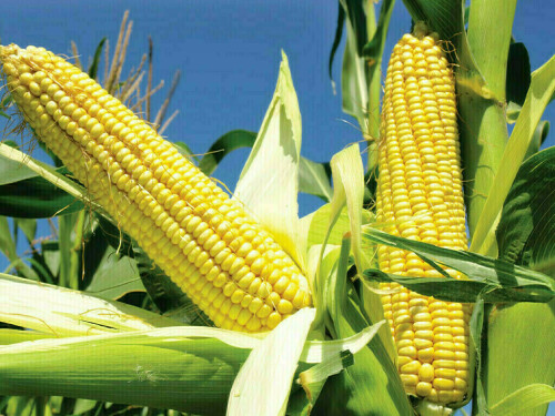 CBoT corn futures rally