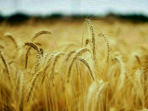 Wheat down 4-5 cents, corn up 2-3 cents, soy up 3-5 cents