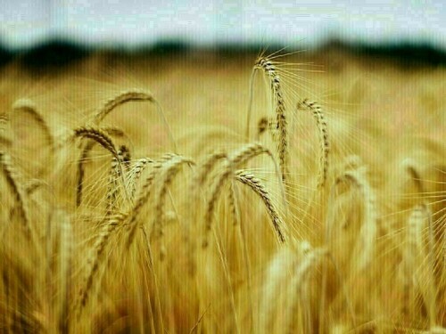 Wheat up 5-7 cents a bushel, corn up 3-5 cents, soy up 10-12 cents