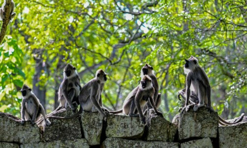 Sri Lanka counts nuisance wildlife in bid to protect crops