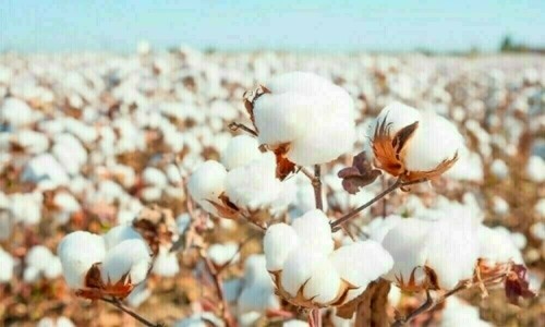 Cotton spot rates