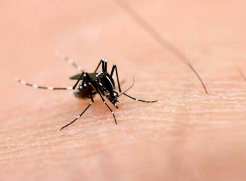 Urgent steps ordered for dengue control