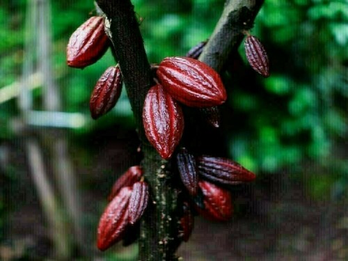 Cocoa steadies as traders wait for more data on demand