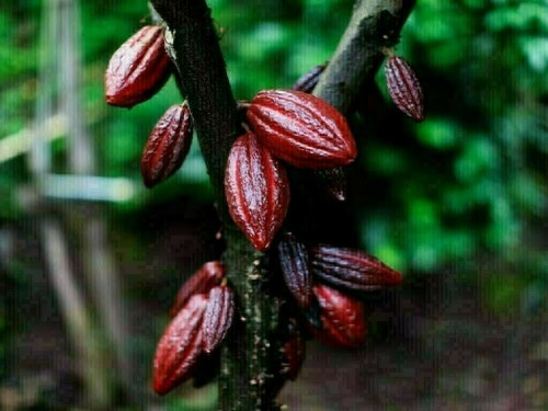 Cocoa slides as stocks rise; coffee, sugar also slip