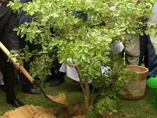 Experts for promoting agro forestry, tree plantation
