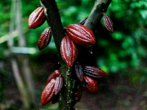 Cocoa slides to 4-month low