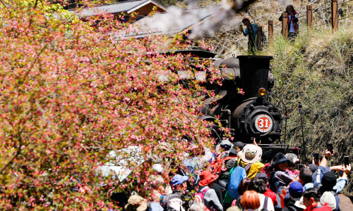 Chasing cherry blossoms on an old steam train in Taiwan