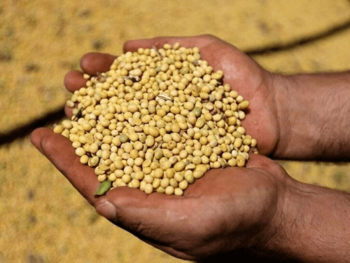 Govt decides to shut down 392 seed companies for &lsquo;failing NSDRA compliance&rsquo;