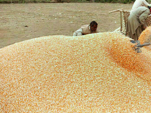 Corn and wheat slip to new lows with planting and exports in focus