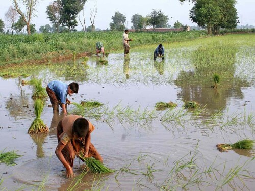 Punjab announce Rs10bn to boost peanut cultivation in Potohar