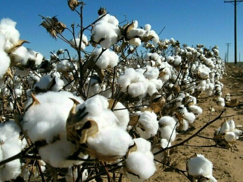 BT cotton: Cotton growers advised to complete cultivation this month