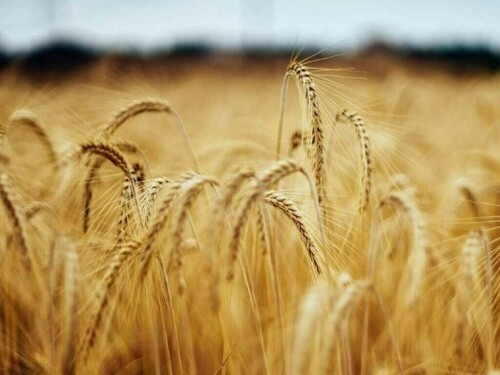 Wheat down 7-9 cents, corn down 2-4 cents, soy mixed
