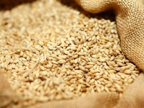 Russian wheat export prices down slightly