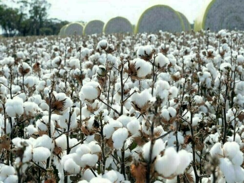 Cotton spot rates