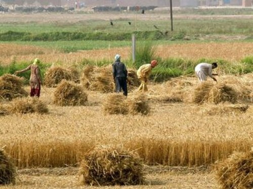 Farmers announce protest drive against decline in wheat prices