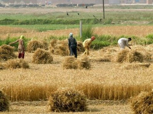 گندم کی کم امدادی قیمت پر پنجاب میں کسانوں کا احتجاج کا اعلان