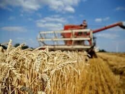 EU wheat rises from lows on demand supports