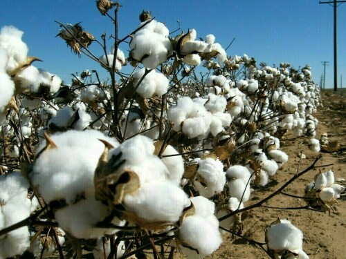 Cotton spot rates