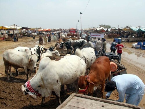 Sindh to establish Livestock Advisory Board