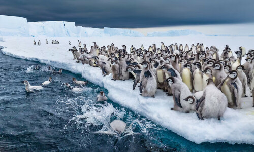 ‘Secrets of the Penguins’ to be premiered on eve of Earth Day ‘Secrets of the Penguins’ to be premiered on eve of Earth Day