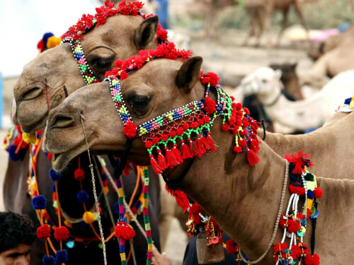 Pakistan starts export of camel milk powder to China