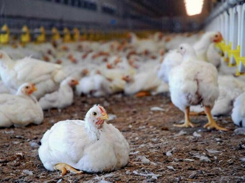 کارٹل بنانے پر 8 بڑی پولٹری ہیچریوں کو 15 کروڑ روپے سے زائد جرمانہ