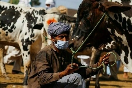 Punjab proposes Rs12bn for CM’s livestock programme