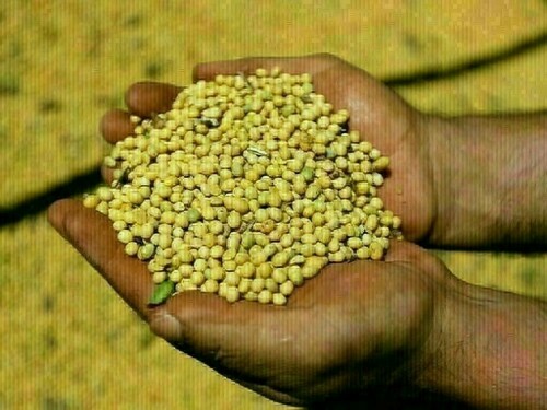 Chicago soybeans, wheat rise amid trade deal hopes, US-China talks