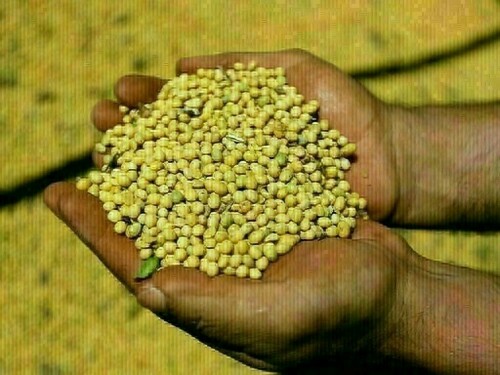 Chicago soy, corn and wheat higher with trade talks, weather in focus