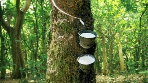 Japan rubber futures snap 10-day winning streak on trade uncertainty, supply outlook