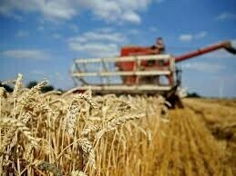 Federal govt is no longer setting wheat prices, pulls plug on Passco