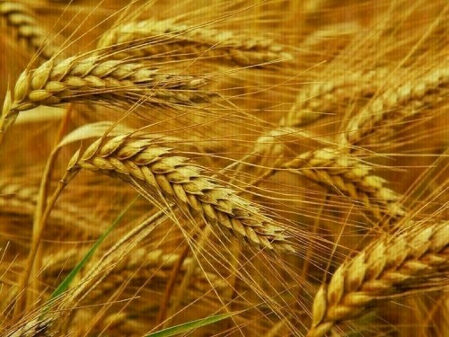 Wheat hits 4-week high on soft dollar, crop concerns, and short-covering
