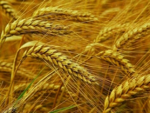Wheat dips again as short-covering rally loses steam