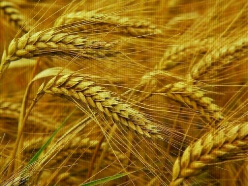 EU wheat eases further from one-month high