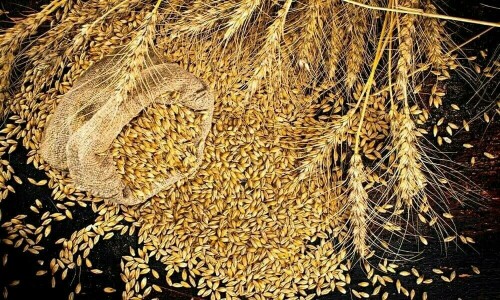 پاسکو کے گندم کے ذخائر کھلی مارکیٹ میں نہیں جاری کرینگے، وزیر خوراک