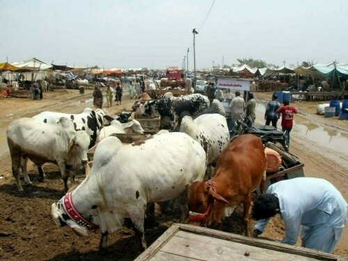 Sindh govt issues code of conduct for collection of hides