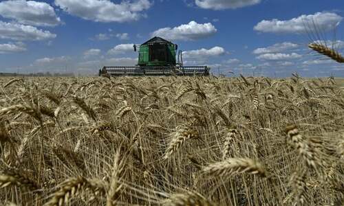 Frost, drought in April were negative for Ukraine’s spring crops, forecasters