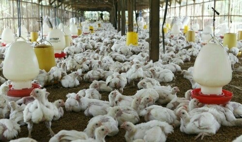 Poultry industry urges govt to provide tax relief