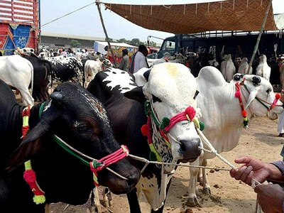 ‘Fun Day’ on cattle market