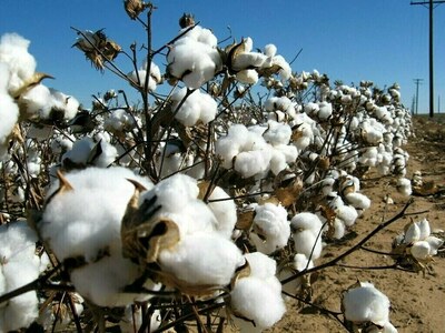Steady trend on cotton market