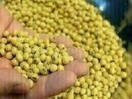 Chicago soybean prices rebound