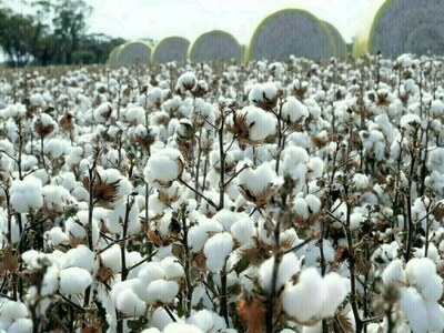 Cotton spot rates