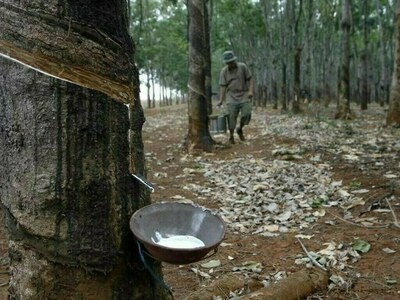 Japanese rubber futures log fourth straight weekly gain on worsening weather