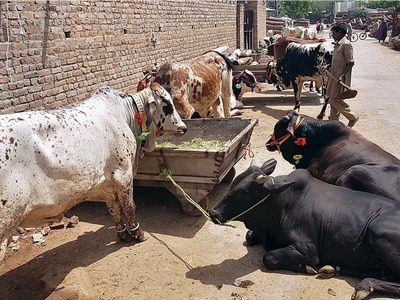 Alkhidmat announces its ‘Qurbani campaign’