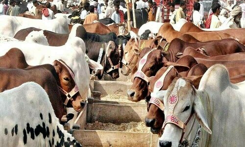 Maryam inaugurates country’s biggest cattle market