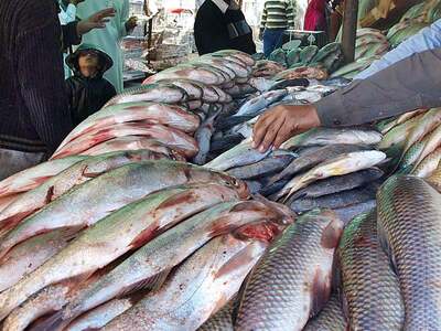 Govt plans modernisation of Korangi fish harbour