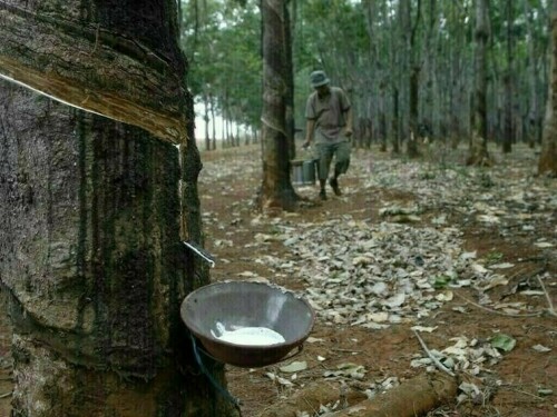 Japan rubber futures fall to over one-month low on firm seasonal supply outlook