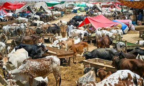 Eid-ul-Adha 2025: trade peaks at Asia&rsquo;s largest cattle market in Karachi