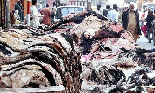 عیدالاضحیٰ 2025: اس سال جانوروں کی کھالیں زیادہ جمع ہوئیں، ٹینرز کا دعویٰ